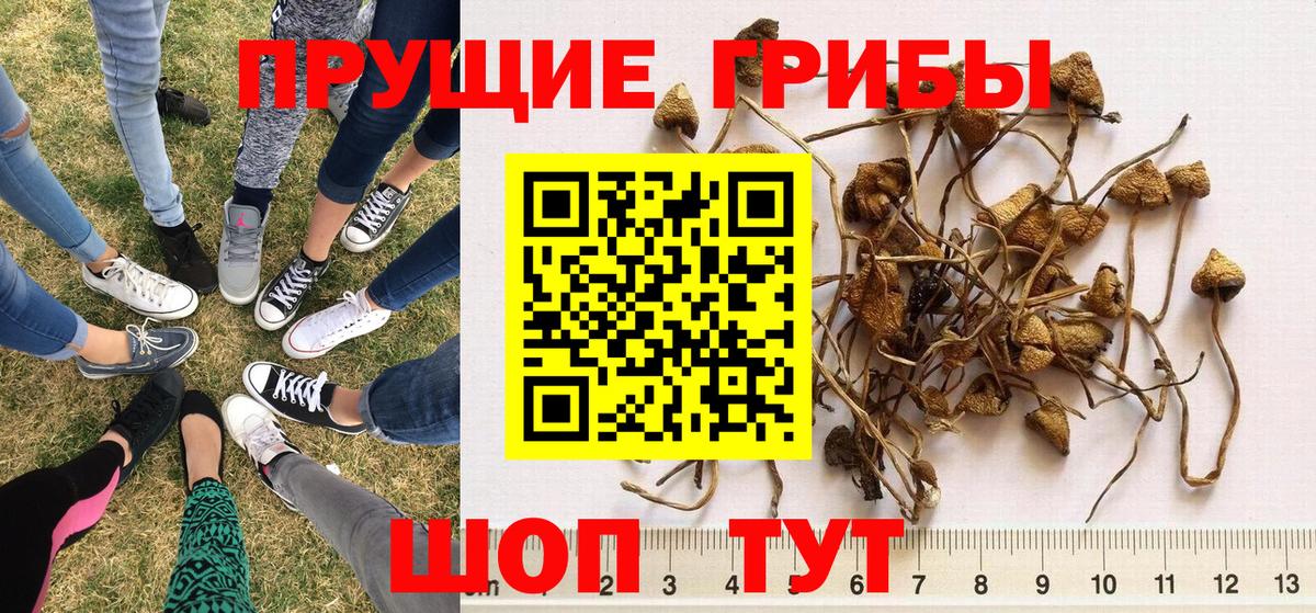 Псилоцибиновые грибы мицелий  Псилоцибиновые грибы мухоморы  Чебоксары  Вход с VPN 